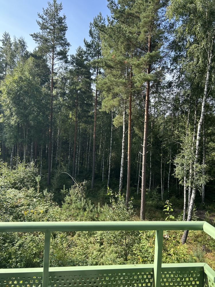 Utsikt från en balkong över tallskog en solig sommardag